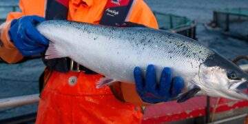 Việt Nam là thị trường tăng trưởng nhanh nhất của cá hồi Na Uy tại Đông Nam Á