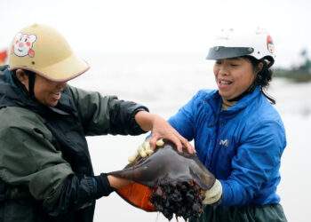 Vớt loài nổi trên biển ăn sần sật, ngư dân ở Thanh Hóa kiếm tiền triệu mỗi ngày