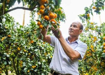 Bỏ vải thiều trồng cam, bưởi VietGAP, nông dân Bắc Ninh thu tiền tỷ