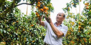 Bỏ vải thiều trồng cam, bưởi VietGAP, nông dân Bắc Ninh thu tiền tỷ