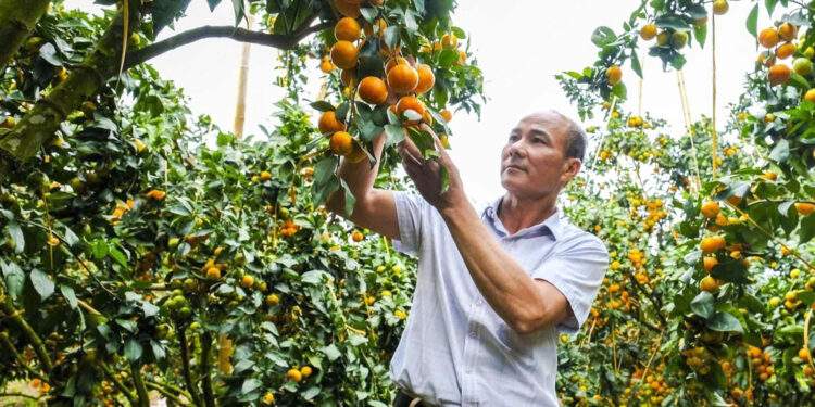 Bỏ vải thiều trồng cam, bưởi VietGAP, nông dân Bắc Ninh thu tiền tỷ