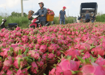 Dragon fruit exports to Thailand, Middle East jump