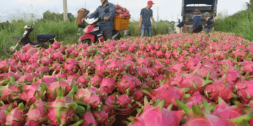 Dragon fruit exports to Thailand, Middle East jump