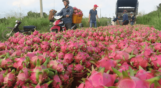 Dragon fruit exports to Thailand, Middle East jump