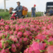 Dragon fruit exports to Thailand, Middle East jump