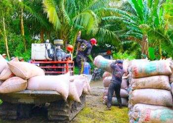 Giá lúa giảm, gọi nhiều doanh nghiệp thu mua không nghe máy