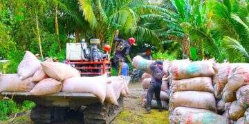 Giá lúa giảm, gọi nhiều doanh nghiệp thu mua không nghe máy