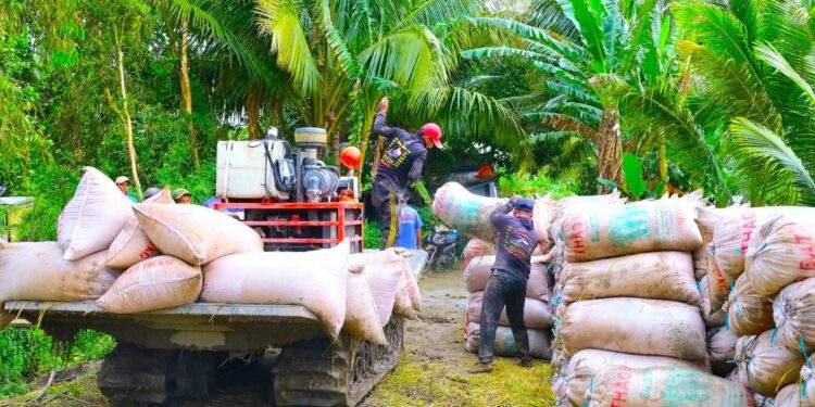 Giá lúa giảm, gọi nhiều doanh nghiệp thu mua không nghe máy