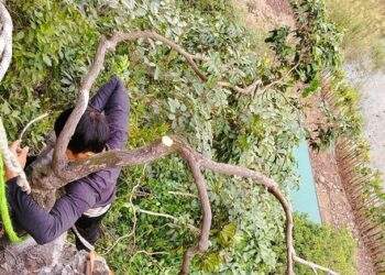 Kiểm lâm thu giữ hàng trăm cây cảnh muội hồng, phạt tiền cả trăm triệu đồng