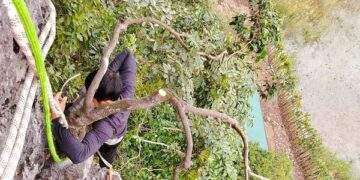 Kiểm lâm thu giữ hàng trăm cây cảnh muội hồng, phạt tiền cả trăm triệu đồng