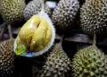 Malaysia's durian season starts early with stronger-tasting, creamier fruits
