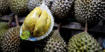 Malaysia's durian season starts early with stronger-tasting, creamier fruits