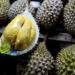 Malaysia's durian season starts early with stronger-tasting, creamier fruits