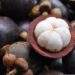 Mangosteen prices surpass durian in Malaysia amid farming shift