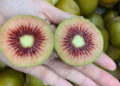 New Zealand red kiwifruit flies off shelves at US$13 per kg