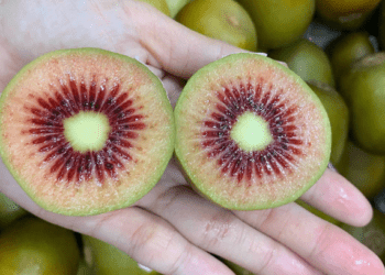 New Zealand red kiwifruit flies off shelves at US$13 per kg