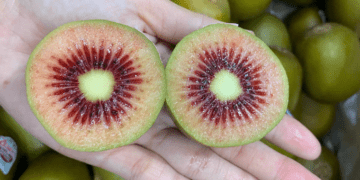 New Zealand red kiwifruit flies off shelves at US$13 per kg