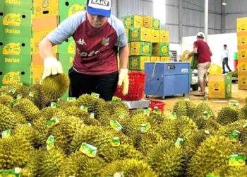 Rau quả Việt lội ngược dòng, lập kỷ lục gần 5 tỷ USD tại Trung Quốc