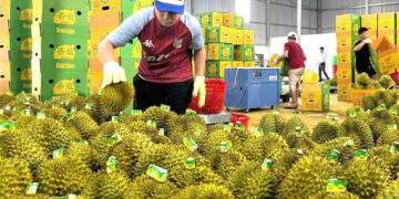 Rau quả Việt lội ngược dòng, lập kỷ lục gần 5 tỷ USD tại Trung Quốc