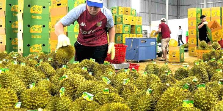 Rau quả Việt lội ngược dòng, lập kỷ lục gần 5 tỷ USD tại Trung Quốc