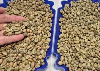 Robusta bật tăng 3 con số