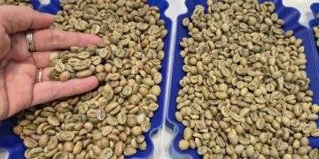 Robusta bật tăng 3 con số