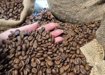 Tăng trở lại, Mỹ tăng tốc nhập cà phê Việt