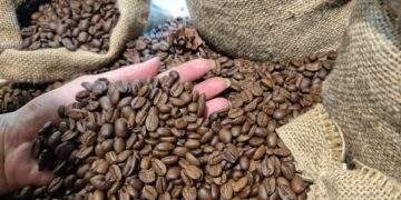 Tăng trở lại, Mỹ tăng tốc nhập cà phê Việt