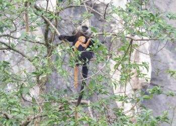 Technology supports white-headed langur conservation efforts