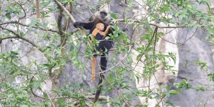 Technology supports white-headed langur conservation efforts