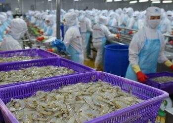 Từng được kỳ vọng lãi gấp đôi 'sau 1 đêm', đại gia tôm Việt Nam 'nhịn' lãi, quyết không hoàn nhập dự phòng giữa đòn bão thuế của Mỹ