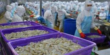 Từng được kỳ vọng lãi gấp đôi 'sau 1 đêm', đại gia tôm Việt Nam 'nhịn' lãi, quyết không hoàn nhập dự phòng giữa đòn bão thuế của Mỹ