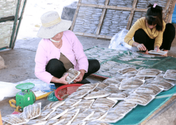 Phụ nữ làng biển Diêm Phố, xã Vạn Lộc, Thanh Hoá sơ chế hải sản, làm công tác hậu cần nghề biển...