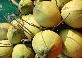 Coconut prices double as heatwave spurs demand