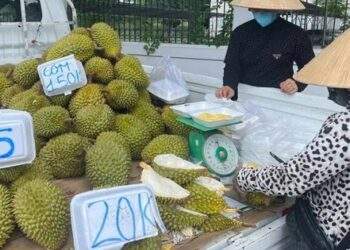 Doanh nghiệp và người trồng sầu riêng "đứng ngồi không yên"