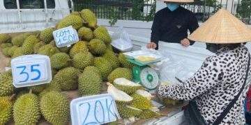 Doanh nghiệp và người trồng sầu riêng "đứng ngồi không yên"