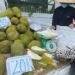 Doanh nghiệp và người trồng sầu riêng "đứng ngồi không yên"