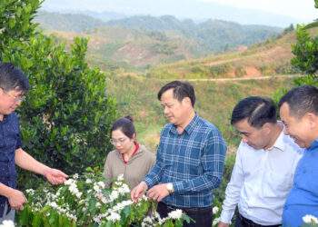 Giá cà phê giờ minh bạch, không ép được nữa