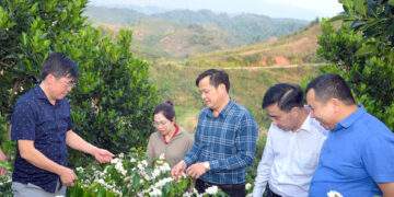 Giá cà phê giờ minh bạch, không ép được nữa