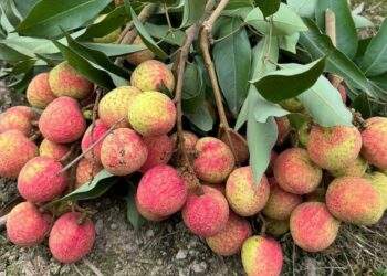 Lychee prices jump 20% as yields plummet