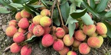 Lychee prices jump 20% as yields plummet