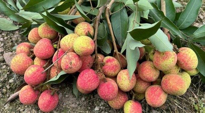 Lychee prices jump 20% as yields plummet
