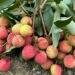 Lychee prices jump 20% as yields plummet
