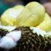 Malaysian durian farmers use technology to fight fake Penang fruits