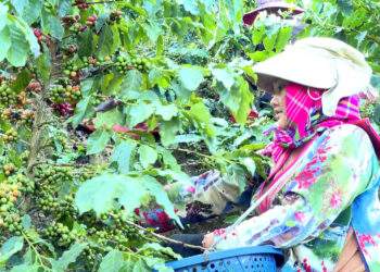 Nỗi lo sinh kế khi gieo 'vàng đen' và phao cứu sinh của nông dân Điện Biên