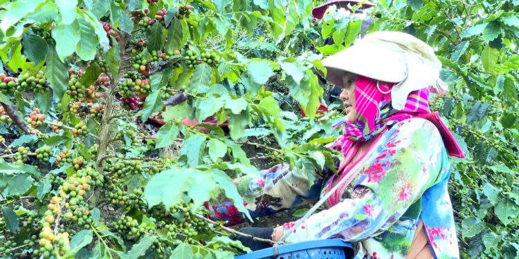 Nỗi lo sinh kế khi gieo 'vàng đen' và phao cứu sinh của nông dân Điện Biên