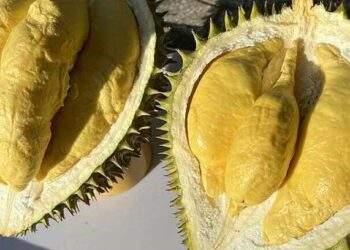 Ri6 durian prices plunge to record low on surging Thai supply