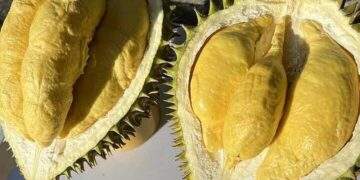 Ri6 durian prices plunge to record low on surging Thai supply