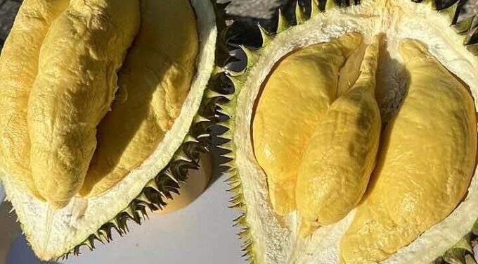 Ri6 durian prices plunge to record low on surging Thai supply