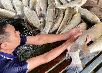 Sau trận mưa dông, gần 9 tấn cá nổi trắng sông Lam, hé lộ nguyên nhân ban đầu